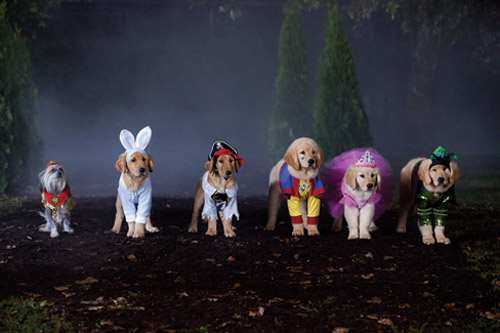 Watch A Halloween Puppy Online