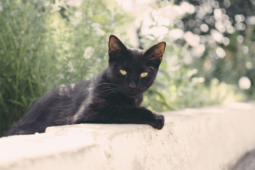 dream-interpretation-black-cat