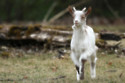 Goats know how humans feel based on tone of voice