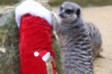 A meerkat at Chessington World of Adventures awaits a Christmas perfume gift