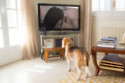 Dogs love watching other canines on the TV