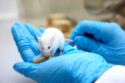 Lab mice make mistakes on purpose