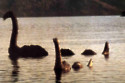 New images provide 'compelling evidence' that the Loch Ness Monster exists