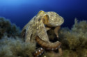 Octopuses are going blind due to climate change