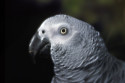 Staff at a wildlife park are trying to stop parrots from swearing