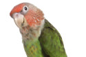 Parrots squawk with varied accents