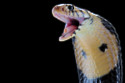Snakes could become part of a person's diet