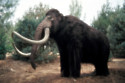 Scientists are getting closer to reviving the woolly mammoth