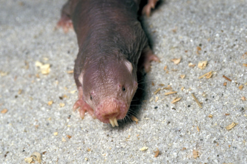 Naked Mole Rats Could Help Reverse Menopause