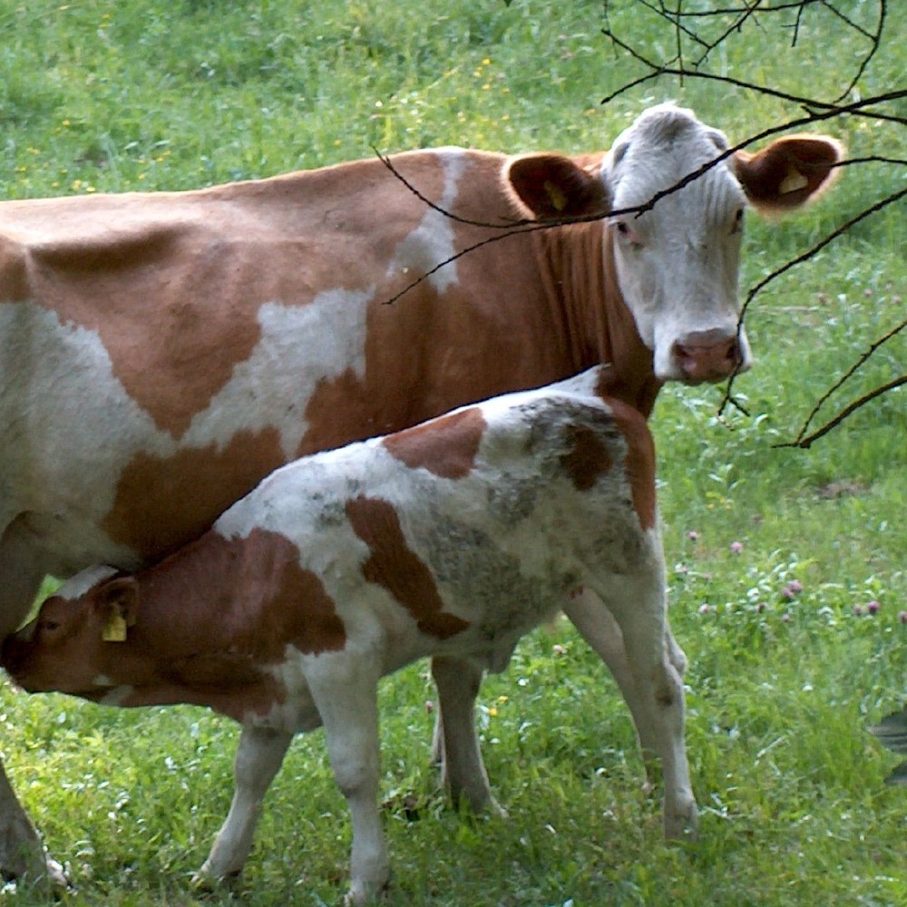 What Happens To Baby Cows On Dairy Farms