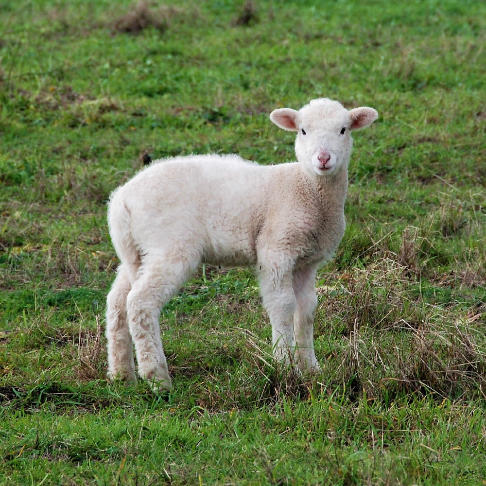 Patagonia Supplier Network's Workers Skin Lambs Alive