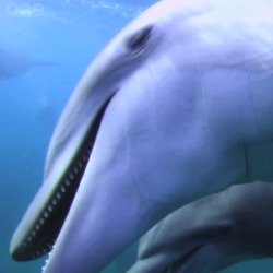 Dolphins get 'high' in the show / Credit: BBC
