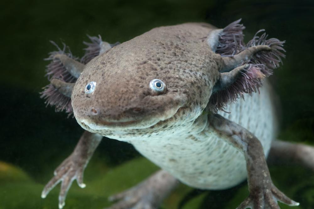 10 Weird Animals You Won t Believe Exist