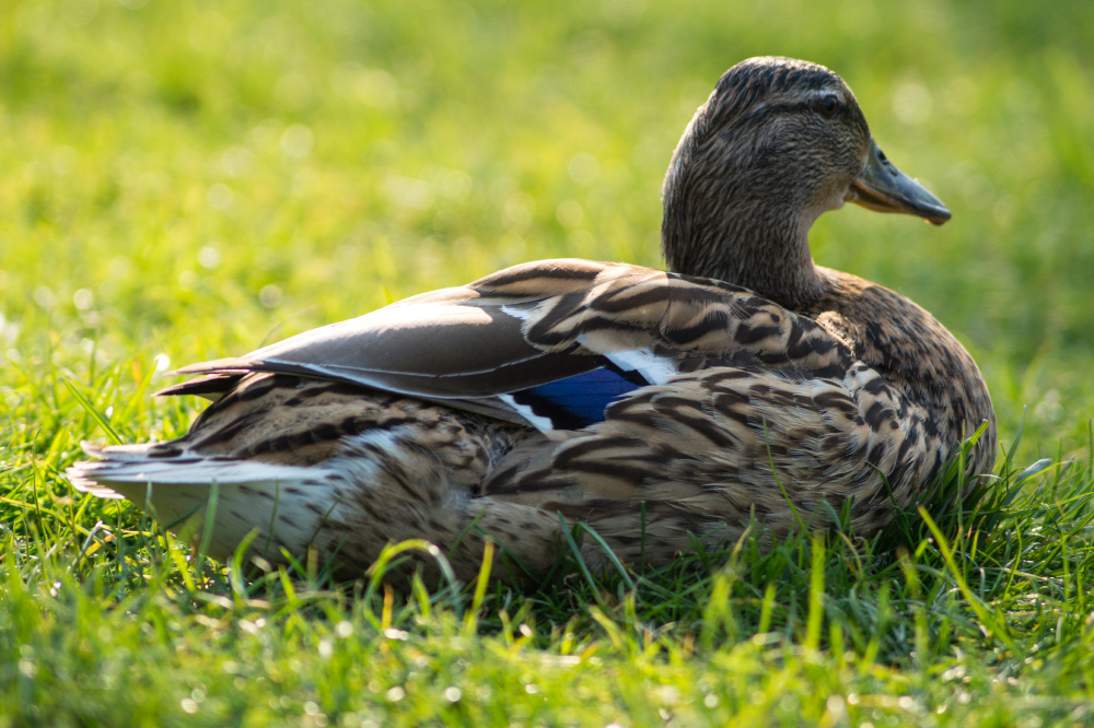 dream-interpretation-duck