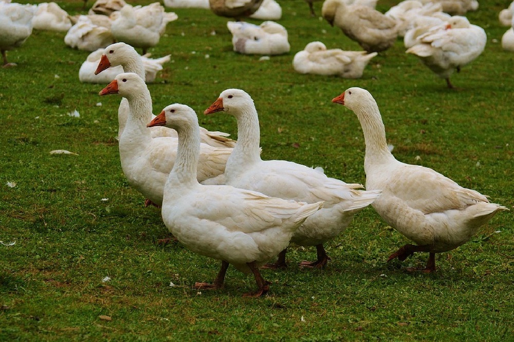 Whistles ditches down after it learns that feathers are torn from birds