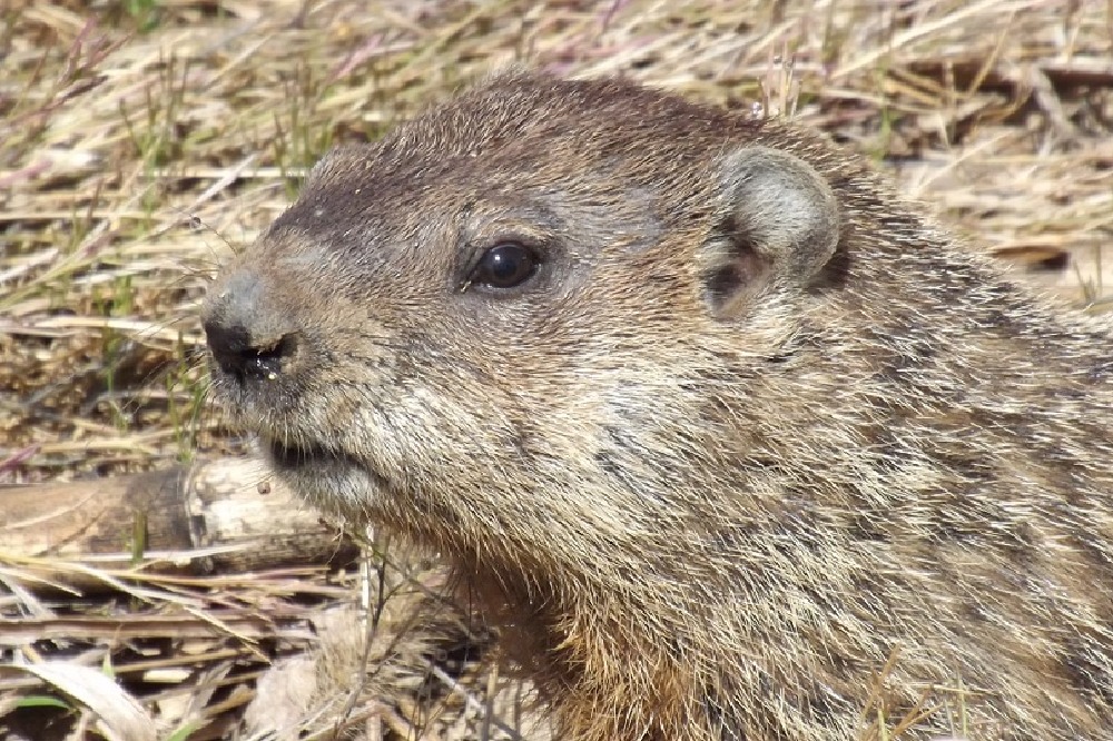 Dream Interpretation: Groundhog