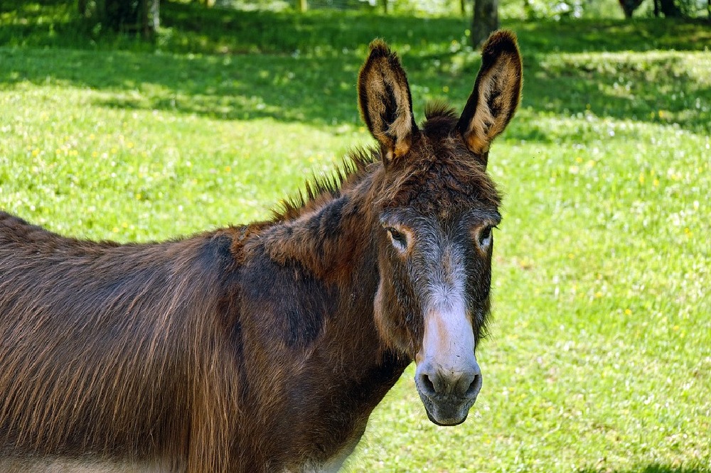 dream-interpretation-mule