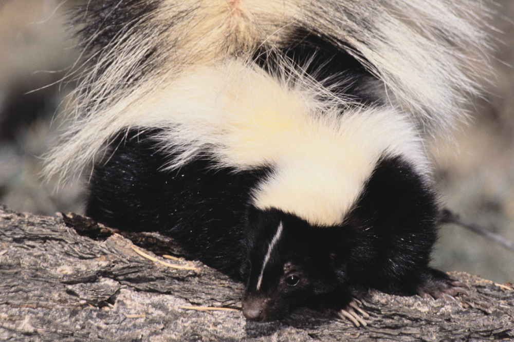 Woman shares home with 50 skunks