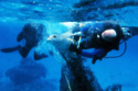 A seal entangled in a fishing net is rescued by divers