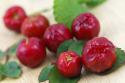 The Acerola is rich in vitamin C 