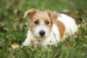 Cute happy pet dog puppy waiting in the grass credit iStock/PA