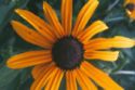 Black Eyed Susan