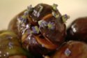 Caramelized Figs