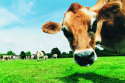 Could GM cows solve the problem of milk allergies?