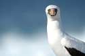 Galapagos Masked Booby