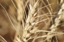 Gluten is a type of protein found in cereals, certain grains, and wheat.