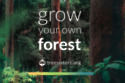 Grow your own forest