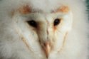 heligan-barn-owl