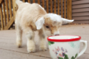 Goat sniffing mug