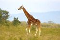 Rothschild Giraffe