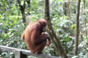 Endangered animals lives are at risk because of the production of palm oil