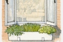 Winter garden: herbs for window boxes in the cold