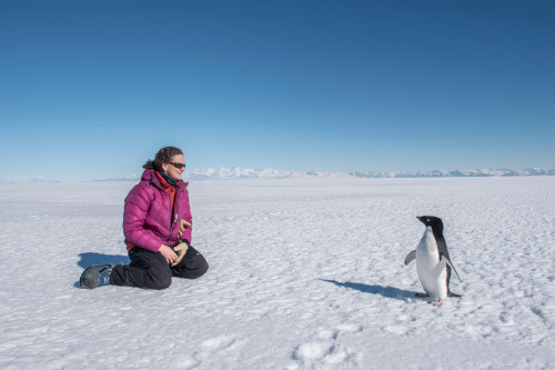 World Penguin Day: What does it mean to dream about a penguin?