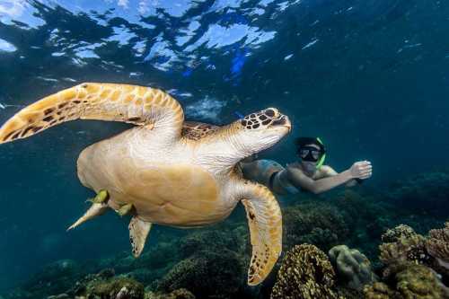 Turtle swimming - Alamy