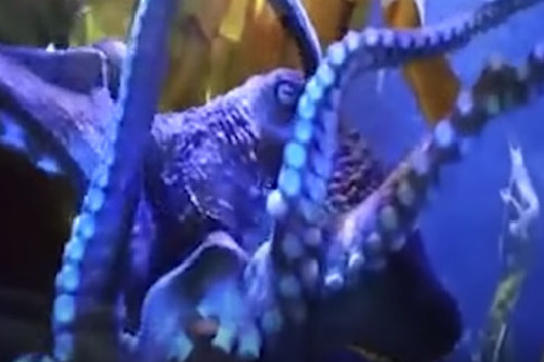 Inky the octopus escaped from his aquarium tank into the sea