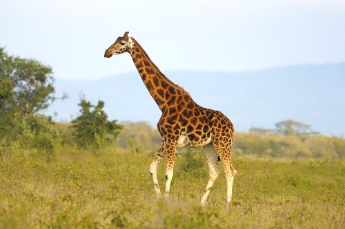 Why we need to save the Rothschild Giraffe