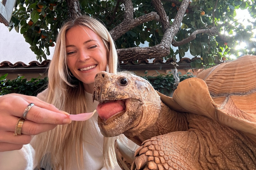 A 175-pound tortoise known as Tiptoe has managed to flee from the California wildfires