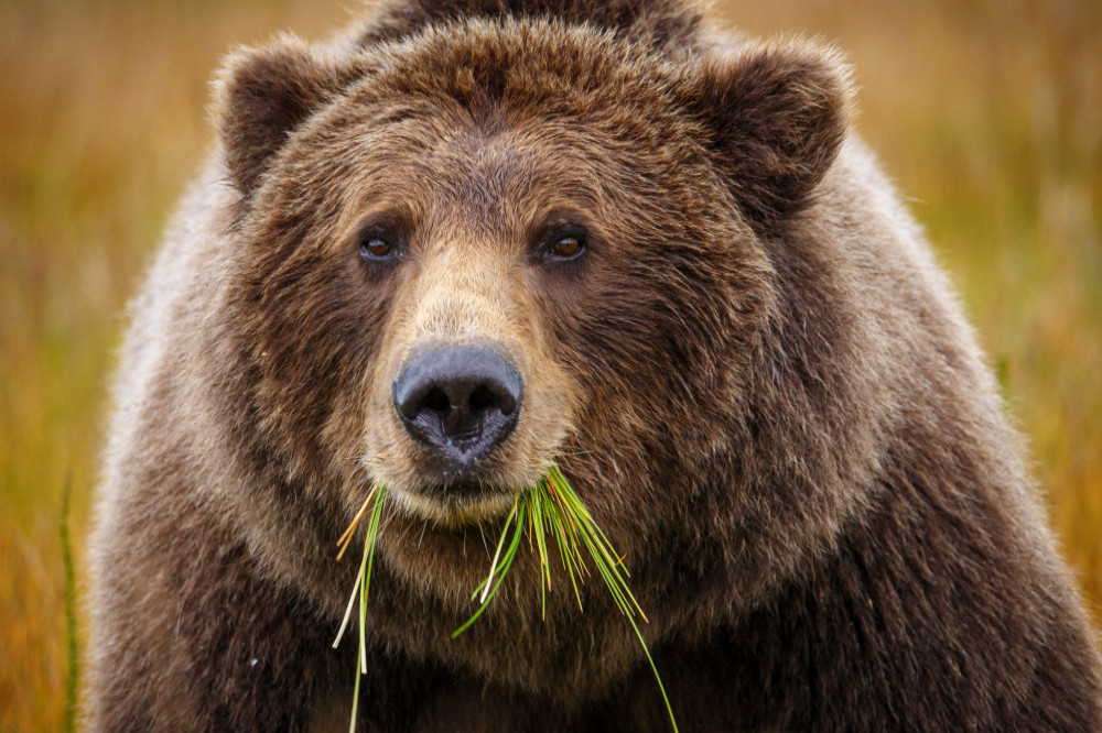 A bear and her cub broke into a home in California