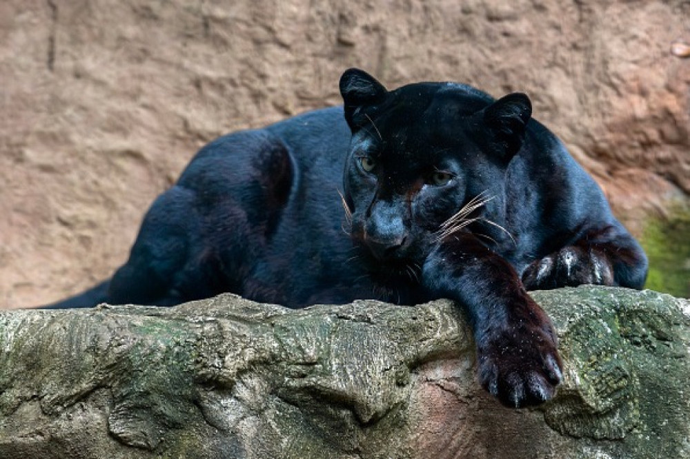 A big panther-like cat could be lurking in North Yorkshire