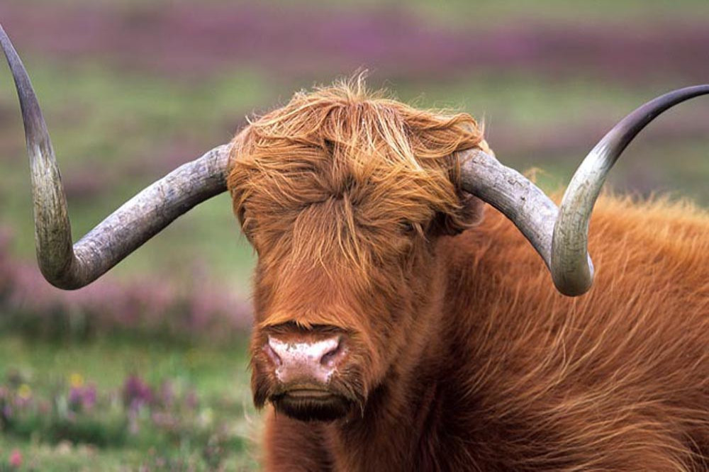 A bull had to be rescued after falling into a swimming pool