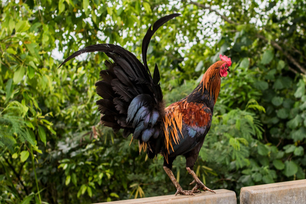 A cockerel is terrorising residents of Worcester with its dawn chorus