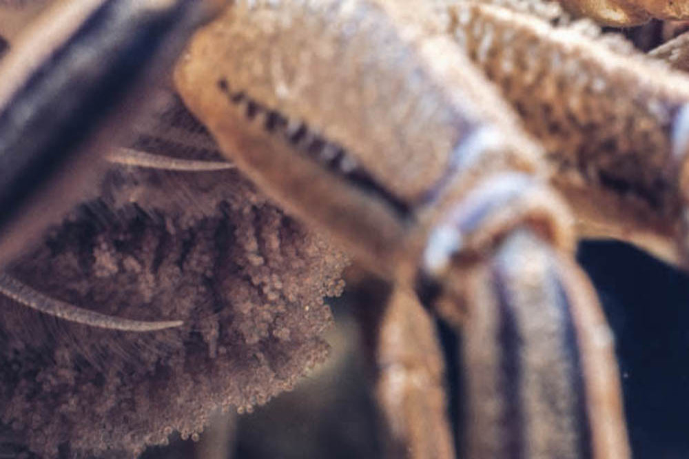 Fisherman shocked to find crab with human-like teeth