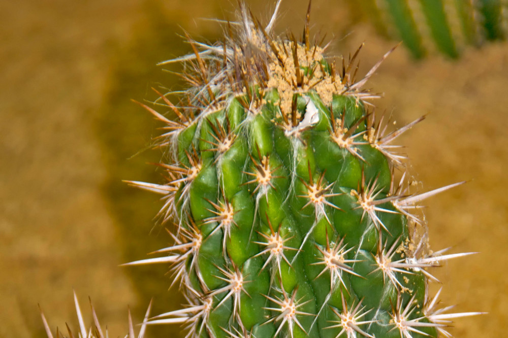 A German town has banned the cactus