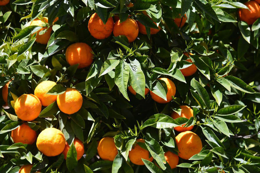 Eating a diet rich in fruit lowers the risk of dementia