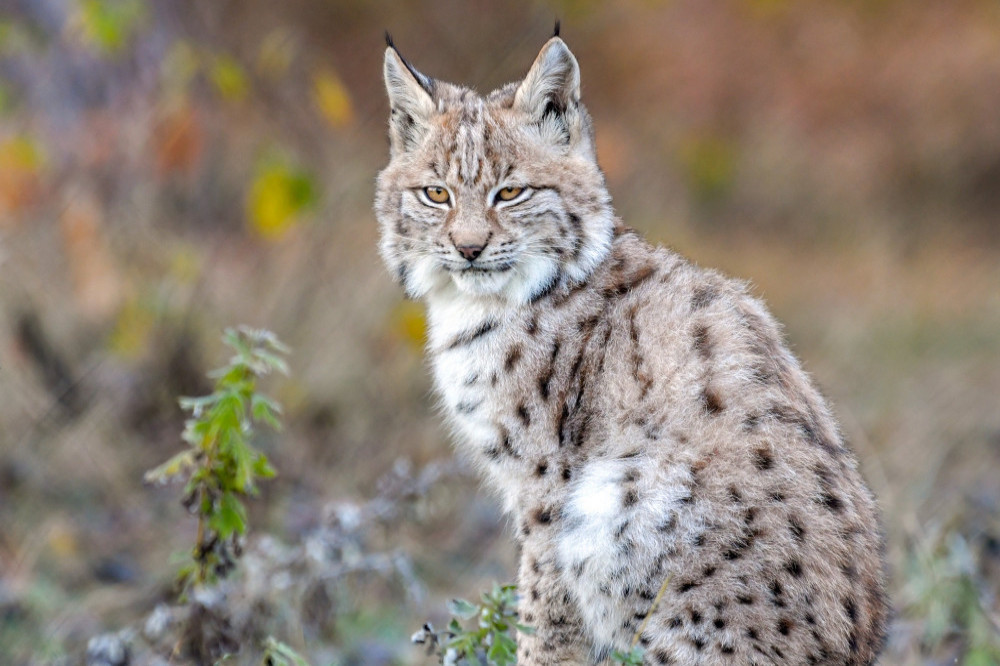 A lynx in the wild