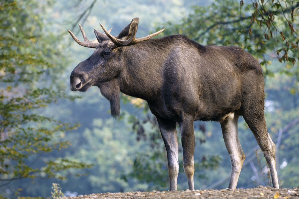 A moose ended up in an Alaska hospital